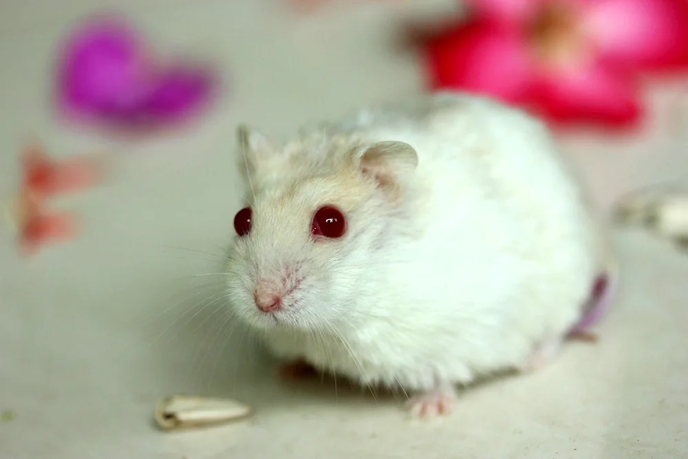 Jungarian hamster