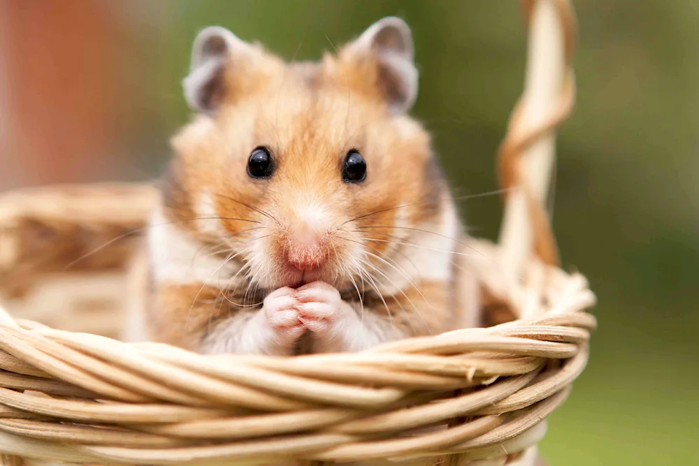 Hamster hamster