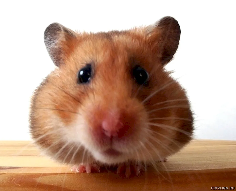 Hamster on avu