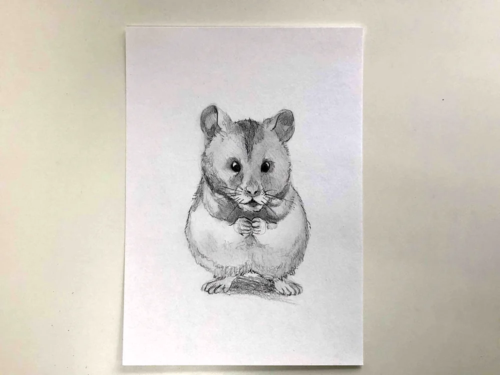Hamster drawings for drawing drawing