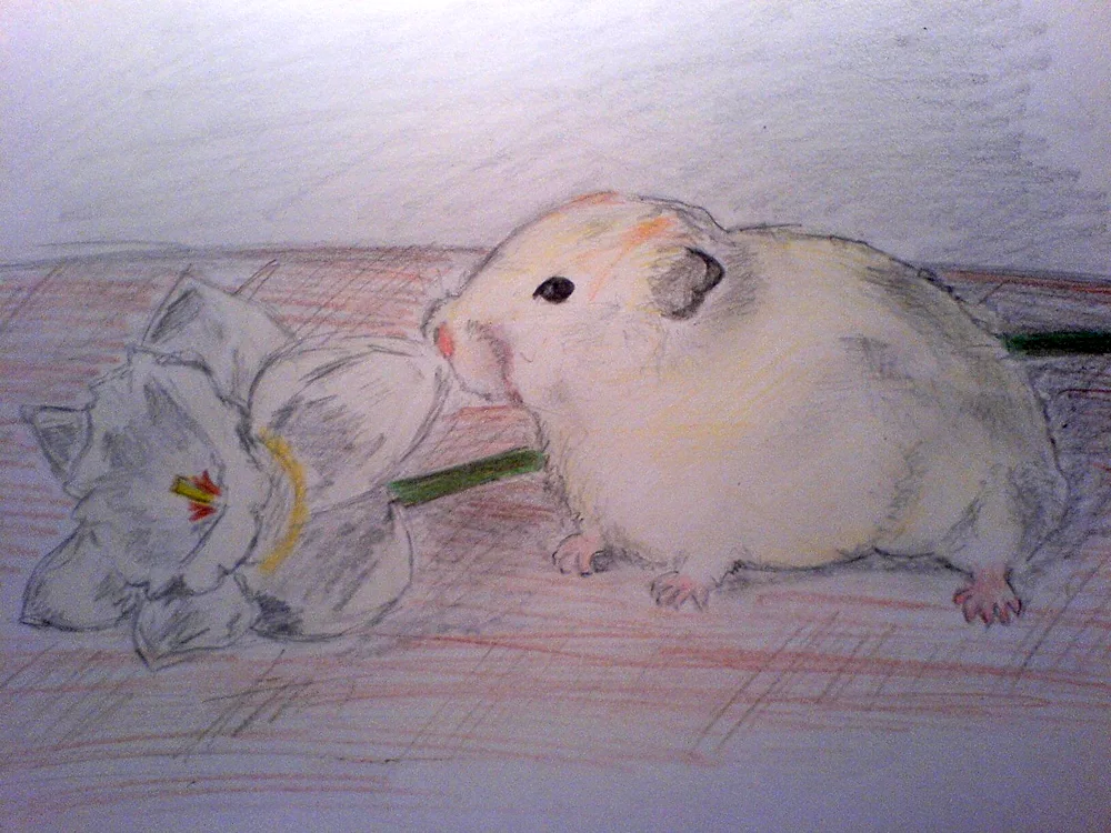 Hamster drawing
