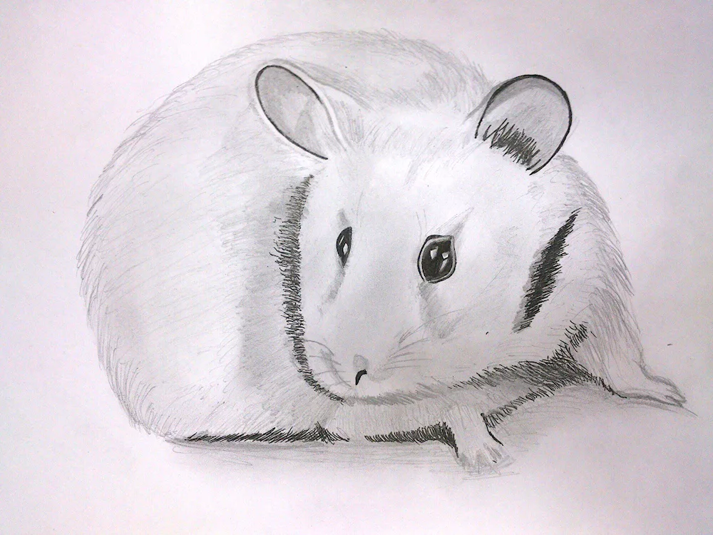 Hamster pencil drawing