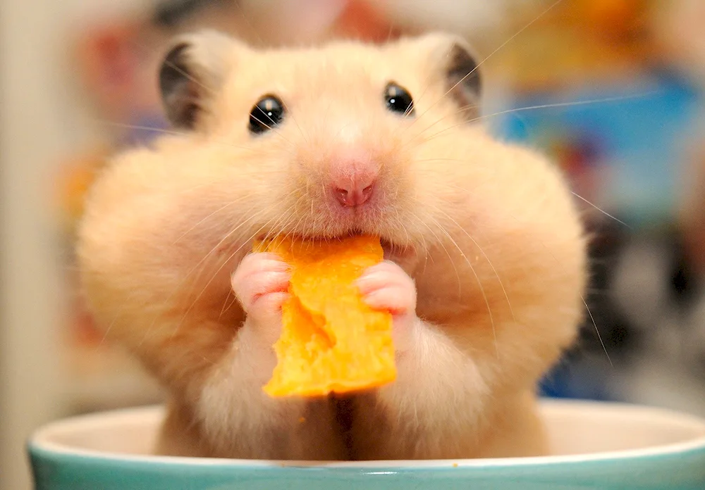 Smiling hamster