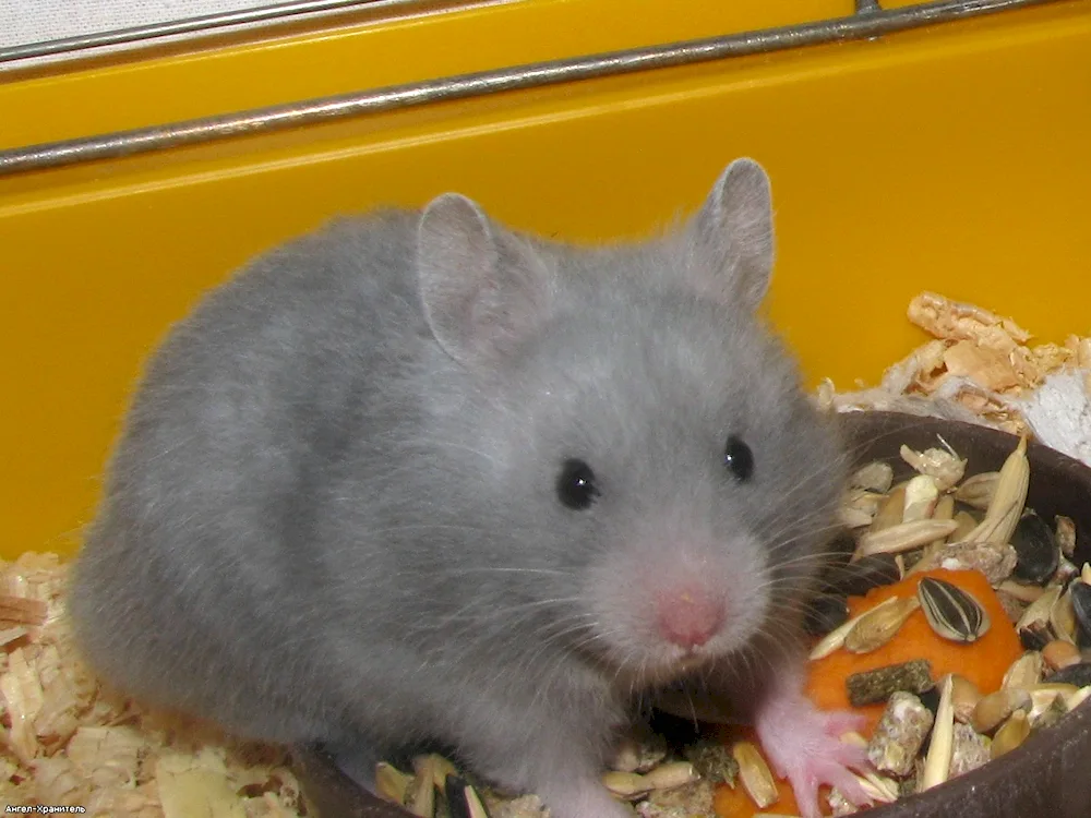 Syrian hamster Long-haired hamster