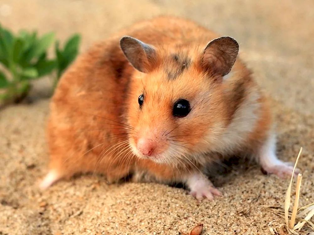 Black guinea pig