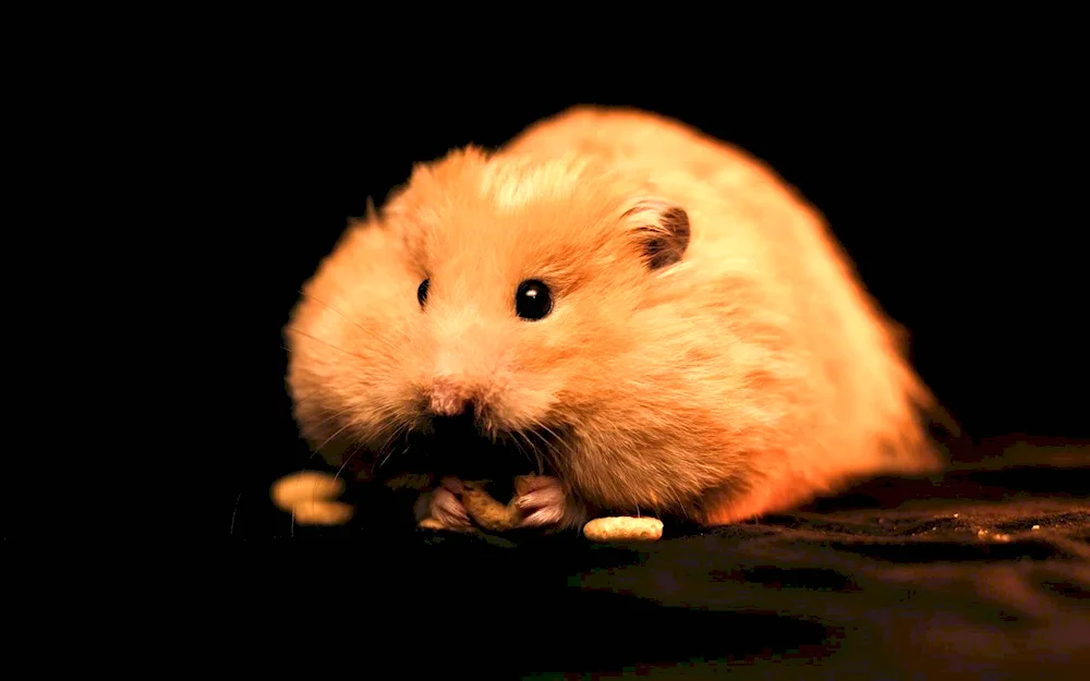 Syrian hamster