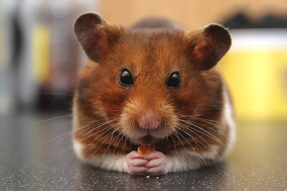 Syrian angora hamster