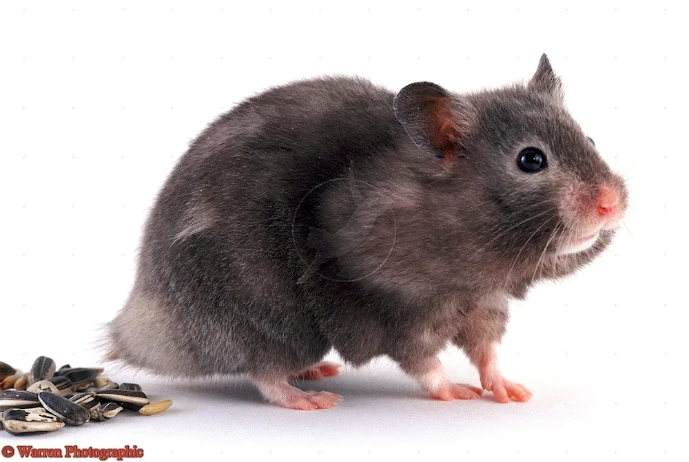 Syrian hamster