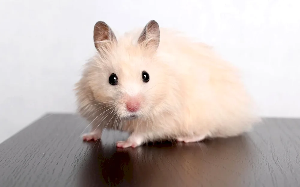 Syrian angora hamster