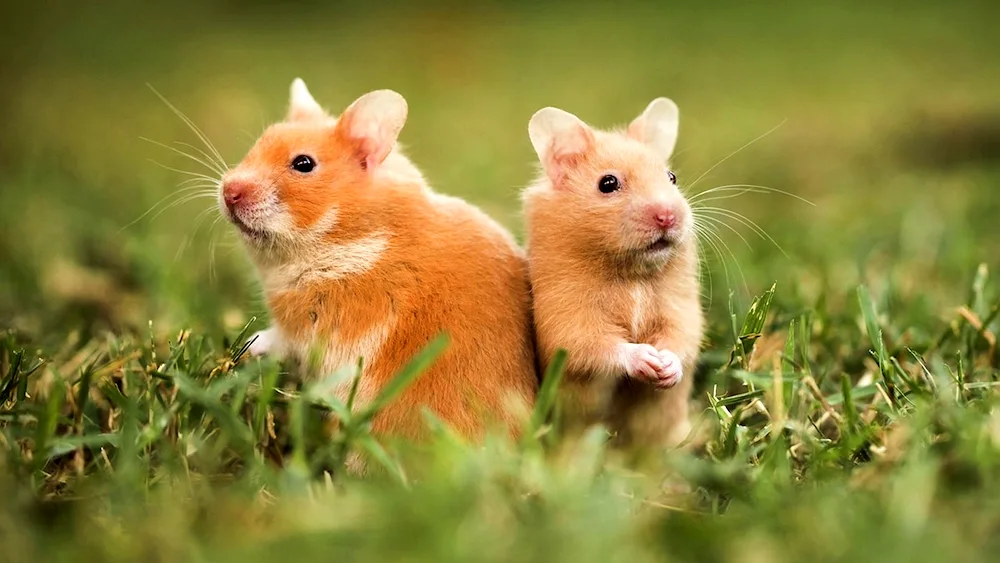 Dwarf Taylorsky hamster