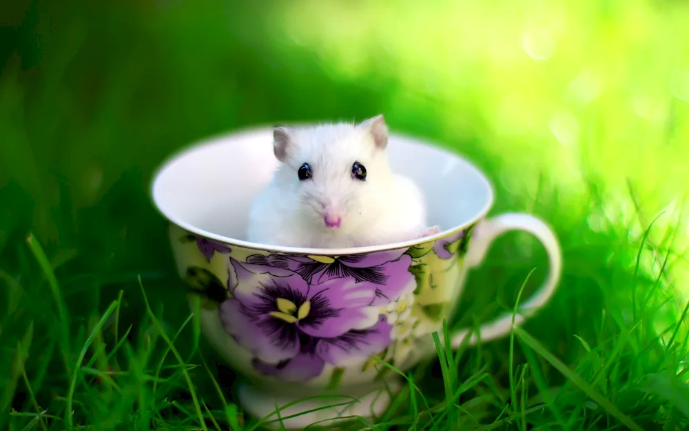 Mouse