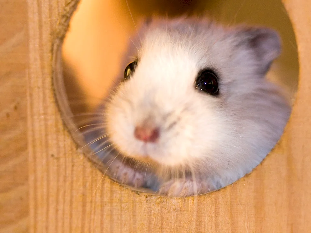 Jungarian hamster