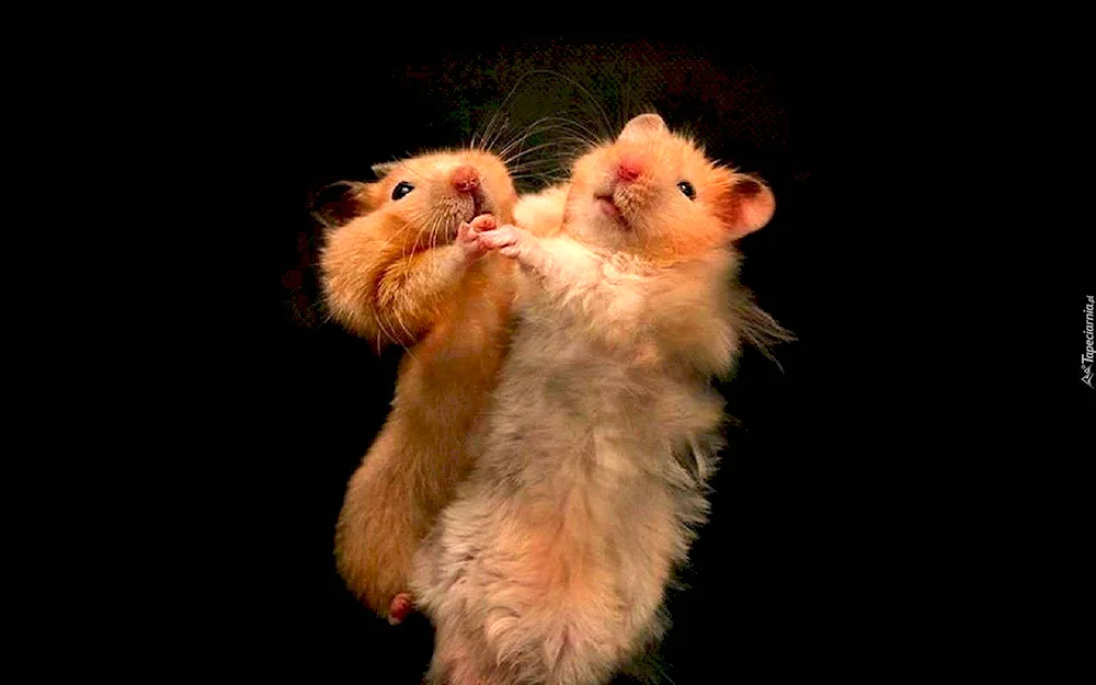 Hamsters hugging