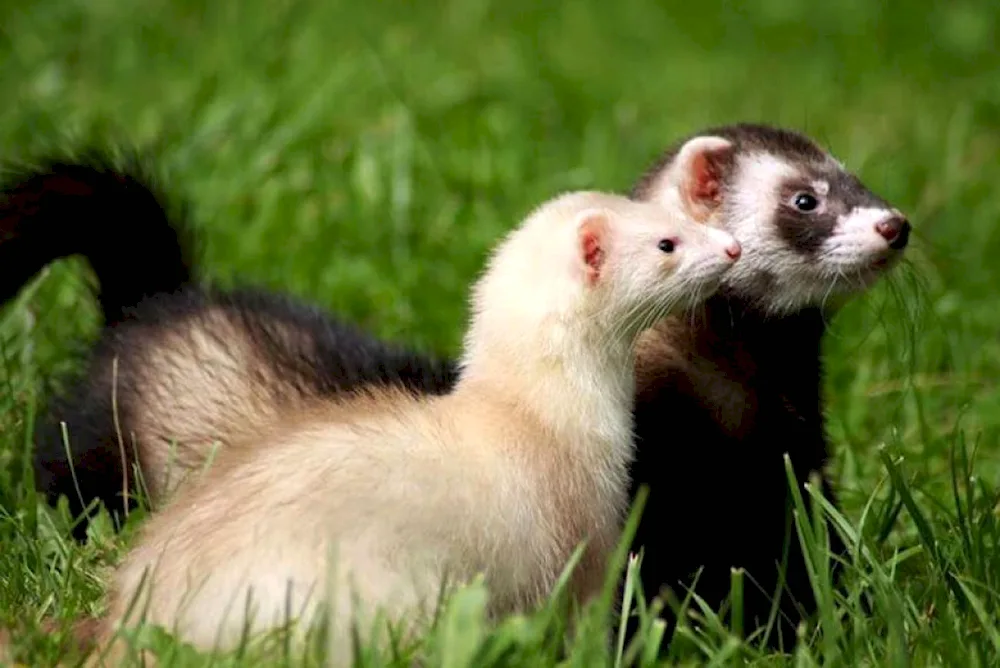 Foretka ferret