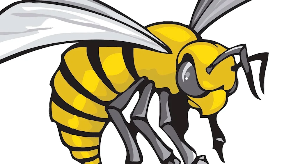 Hornet bee