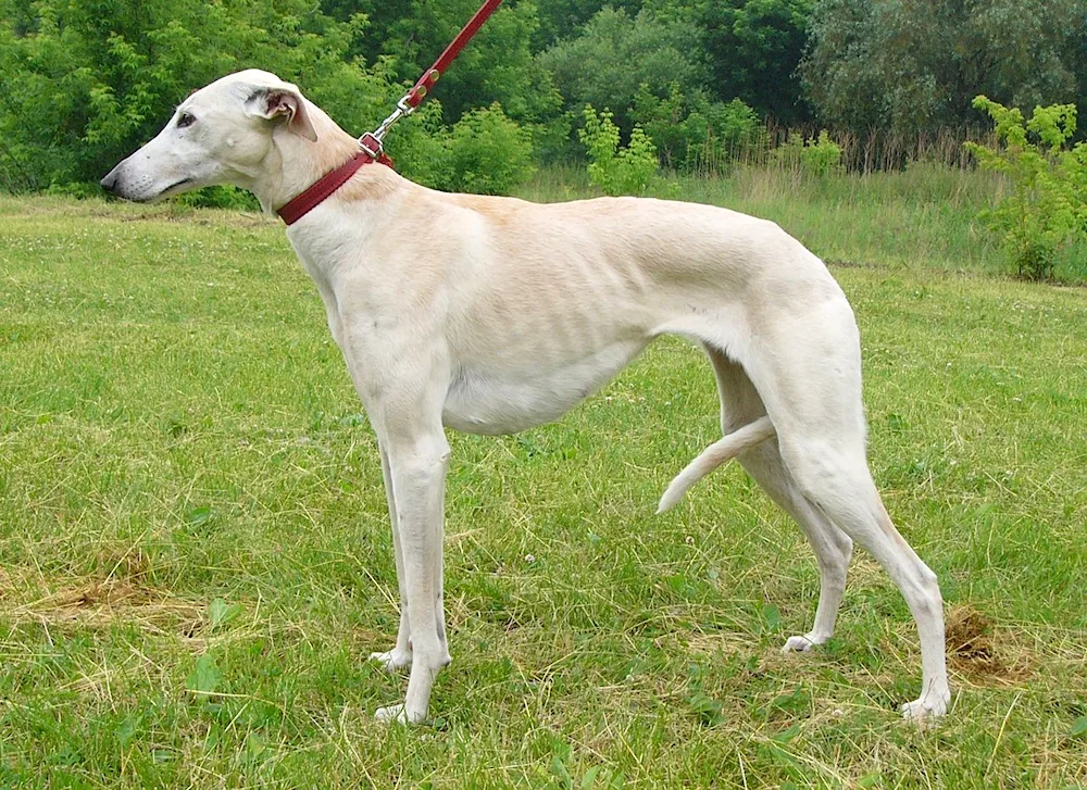 Estonian Hound