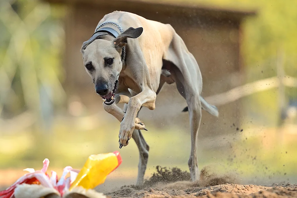 Hortaya greyhound.