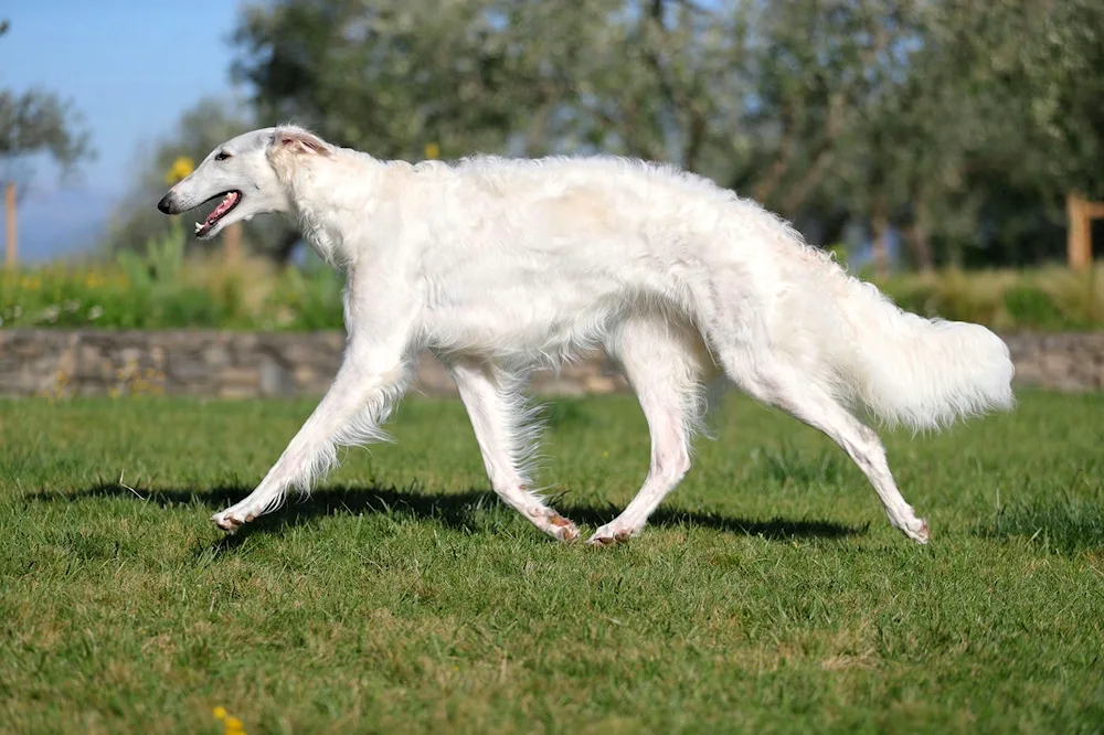 Russian hound greyhound dog