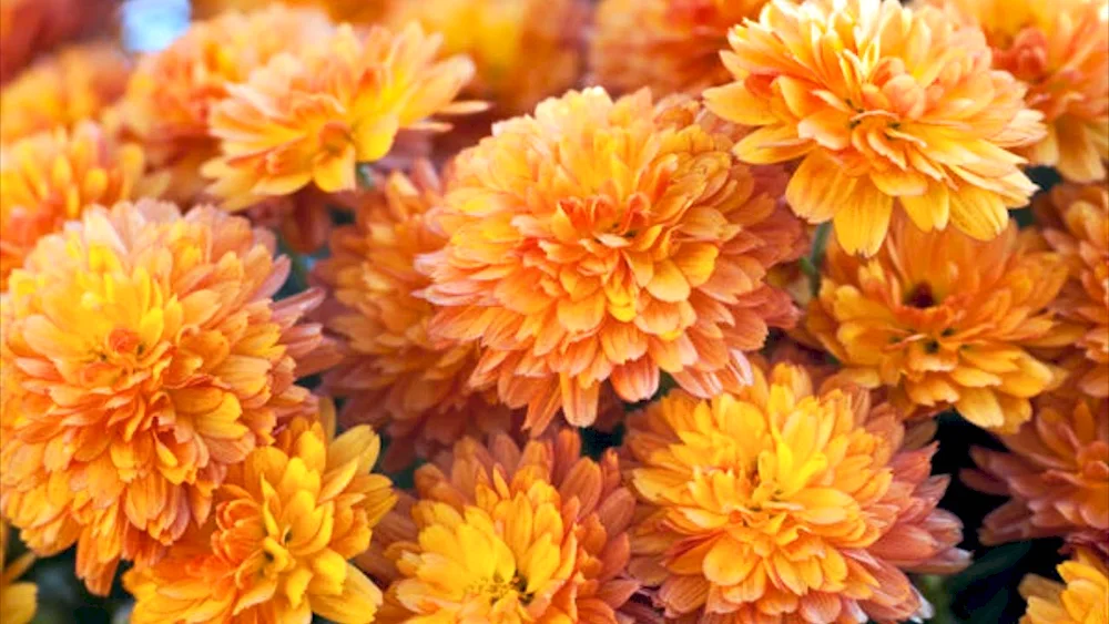 Chrysanthemum orange velvets