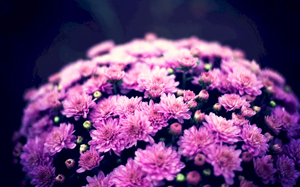 Chrysanthemum