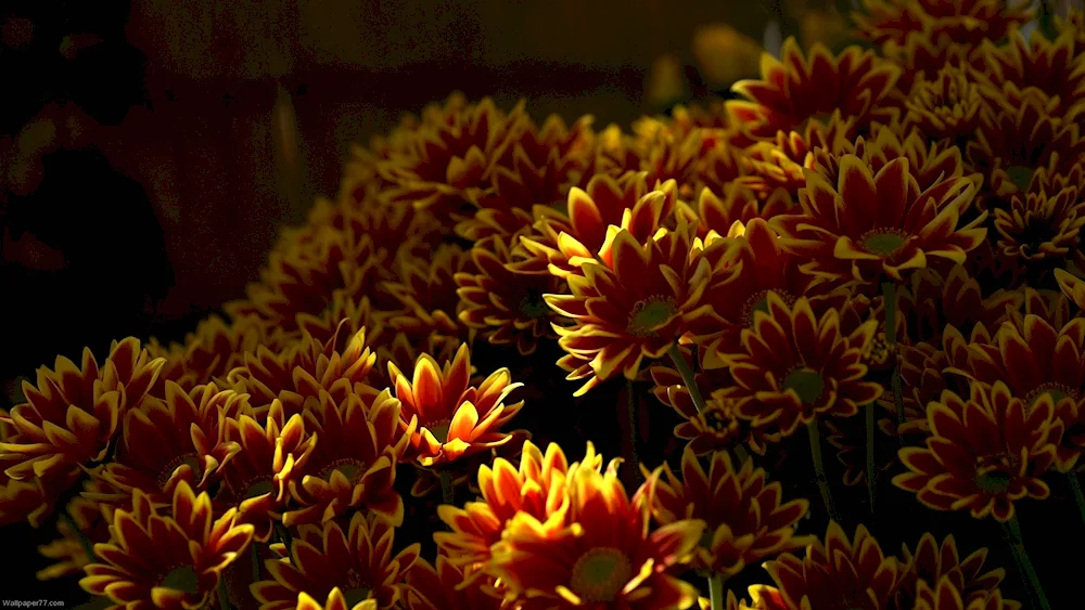 Chrysanthemum Fiesta red