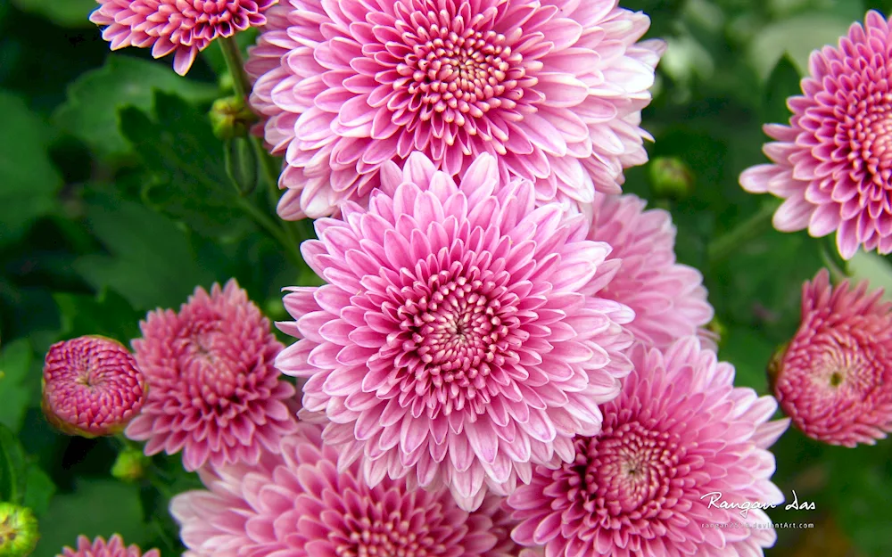 Chrysanthemum alexandrite