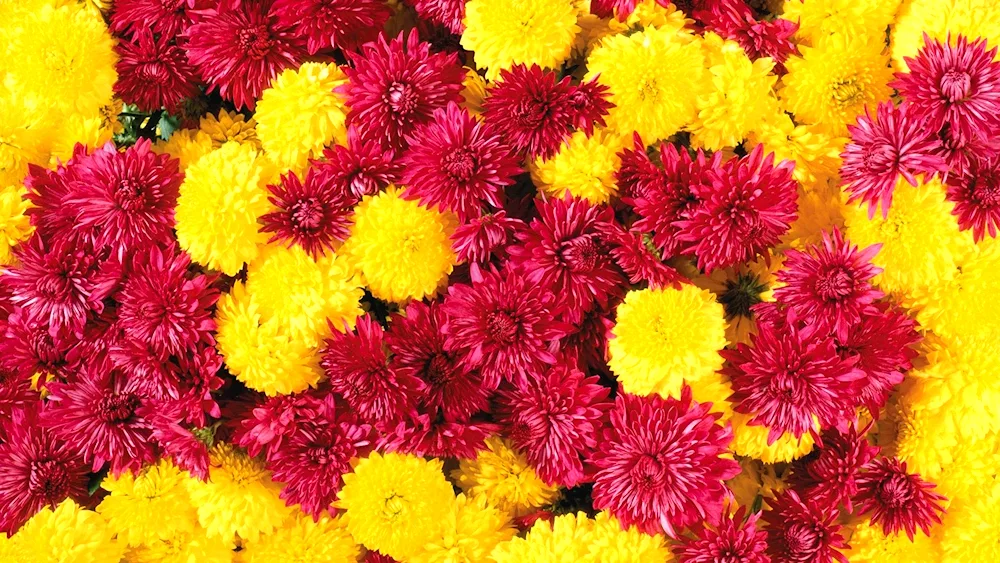 Chrysanthemum Andrea