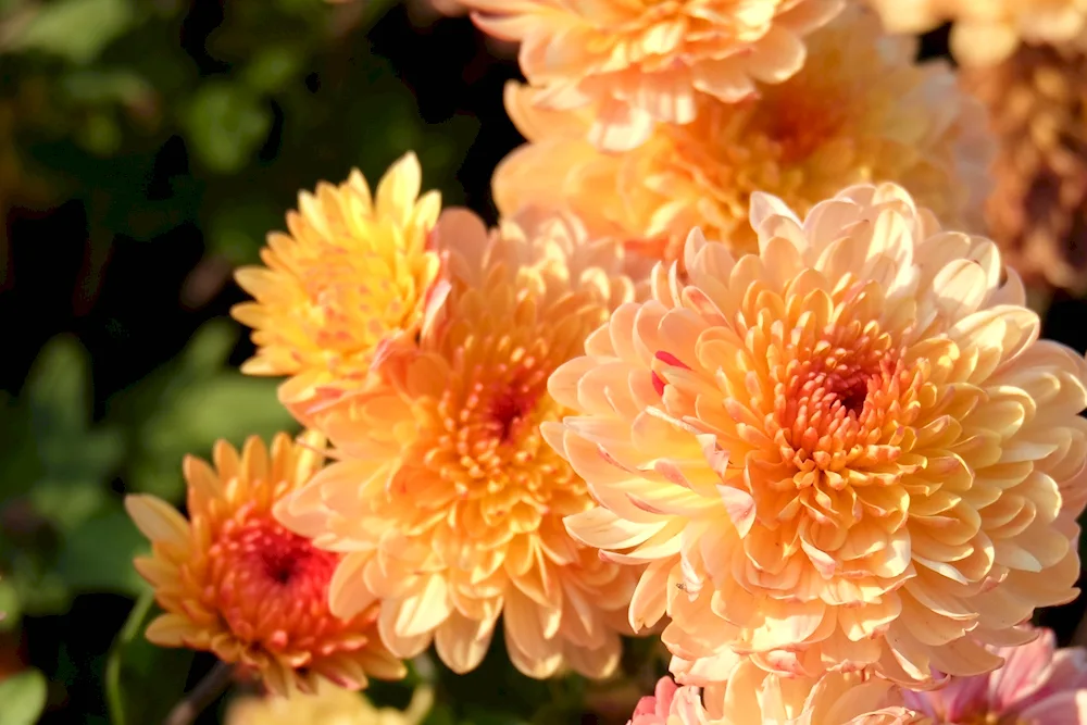 Chrysanthemum Harlequin