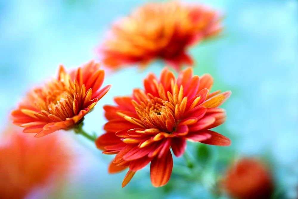 Chrysanthemum Aster Orange