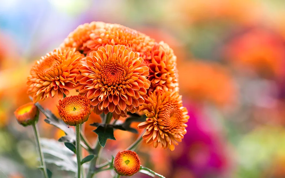 Chrysanthemum Aster Orange