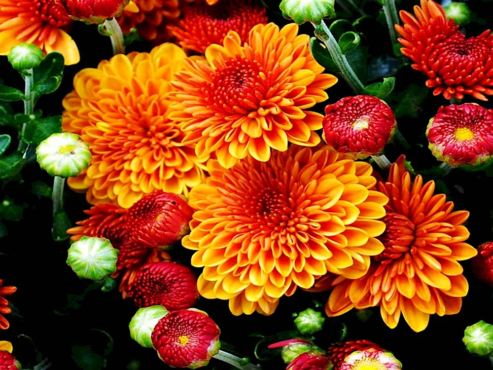 Chrysanthemum Astro orange