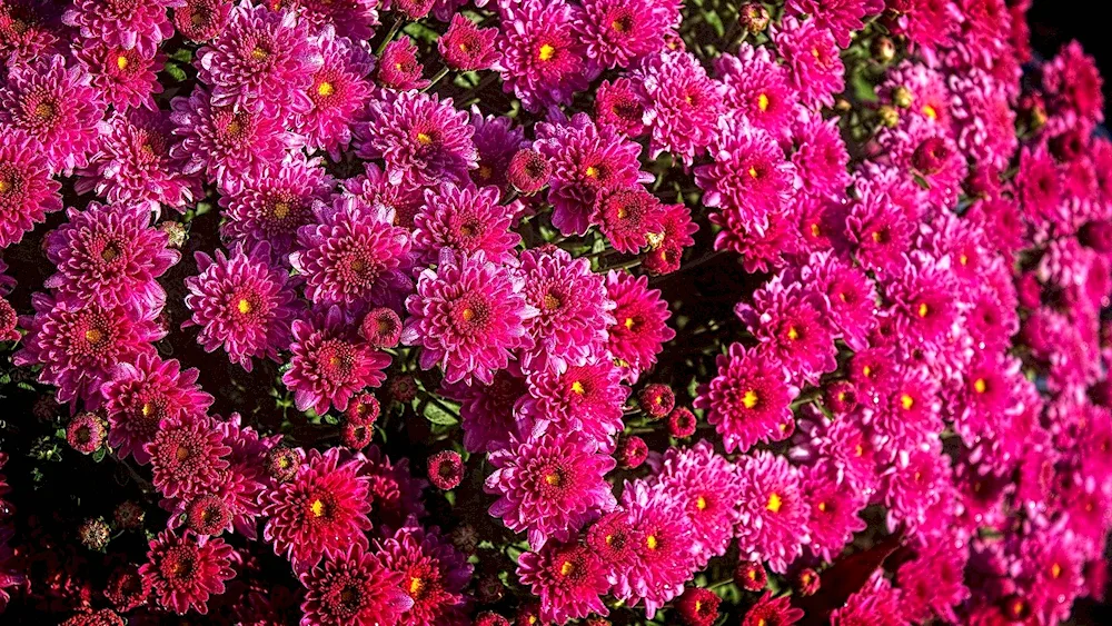 Chrysanthemum chrysanthemum