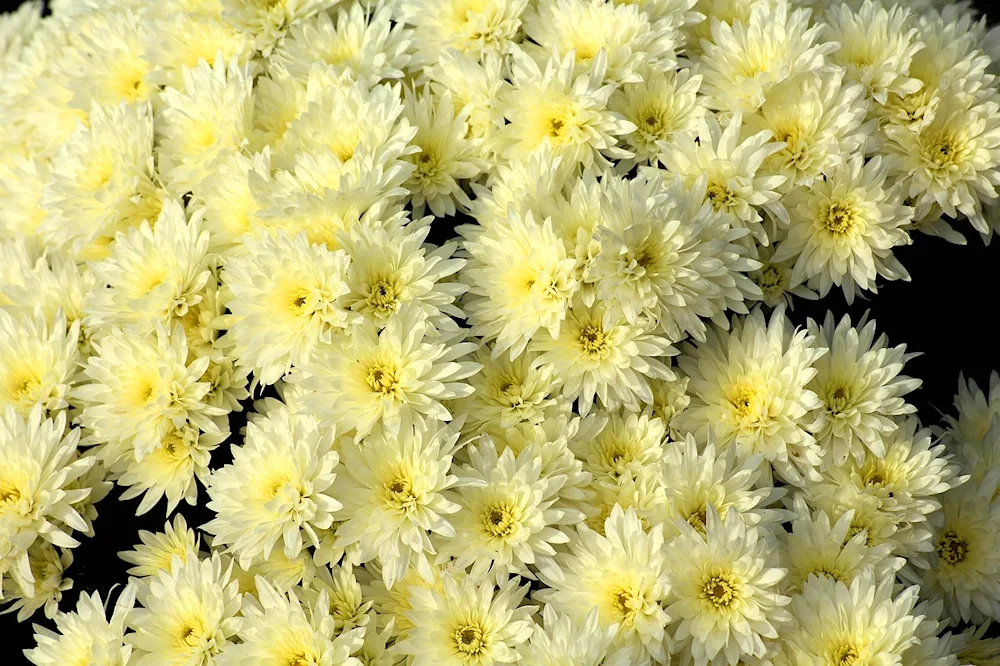 Chrysanthemum Bella Yellow