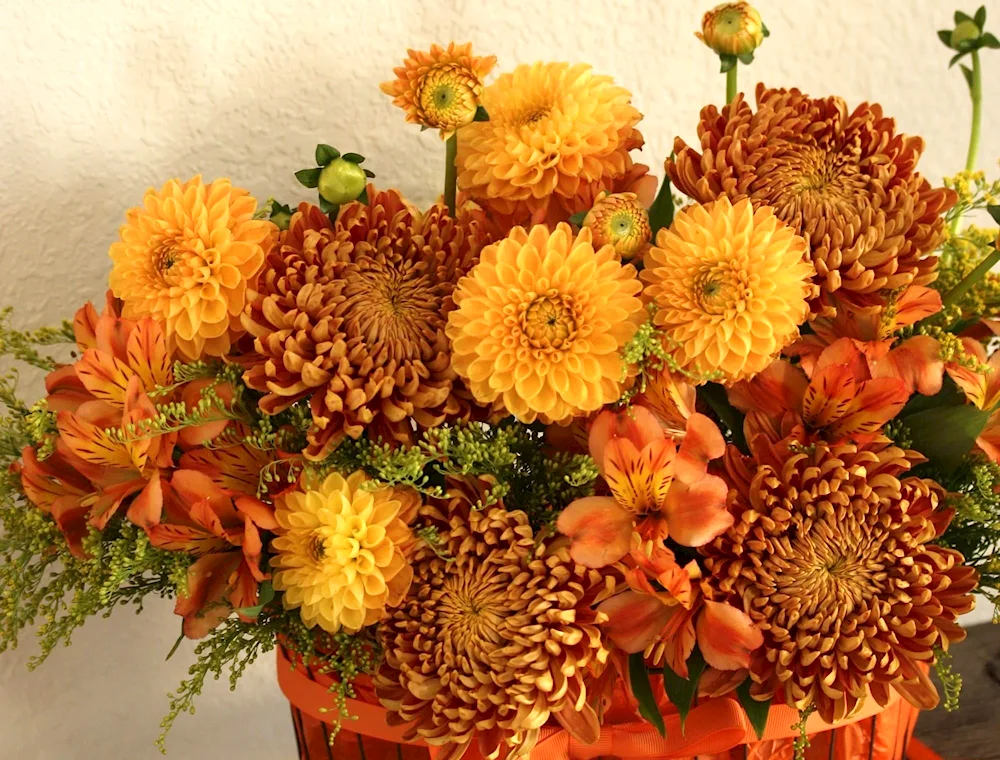 Chrysanthemum Bella orange