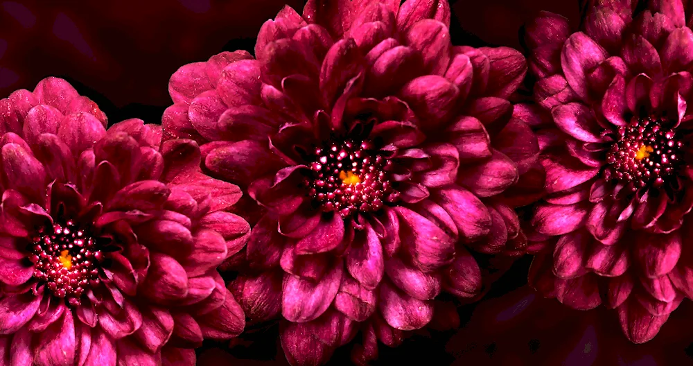 Burgundy perple chrysanthemum