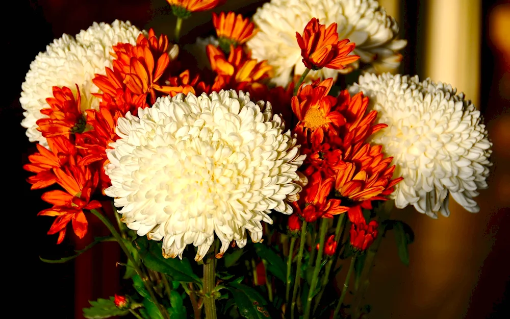 Chrysanthemum Daisy