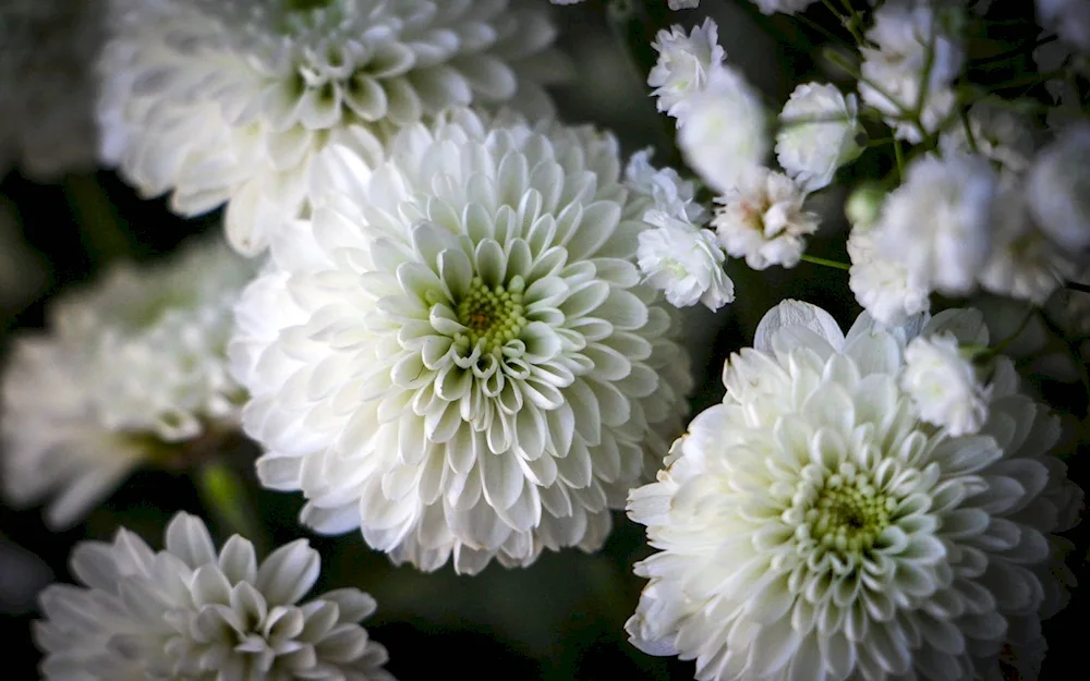 Chrysanthemum Elizabeth