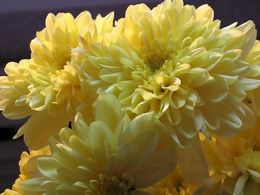 Chrysanthemum bacardi yellow