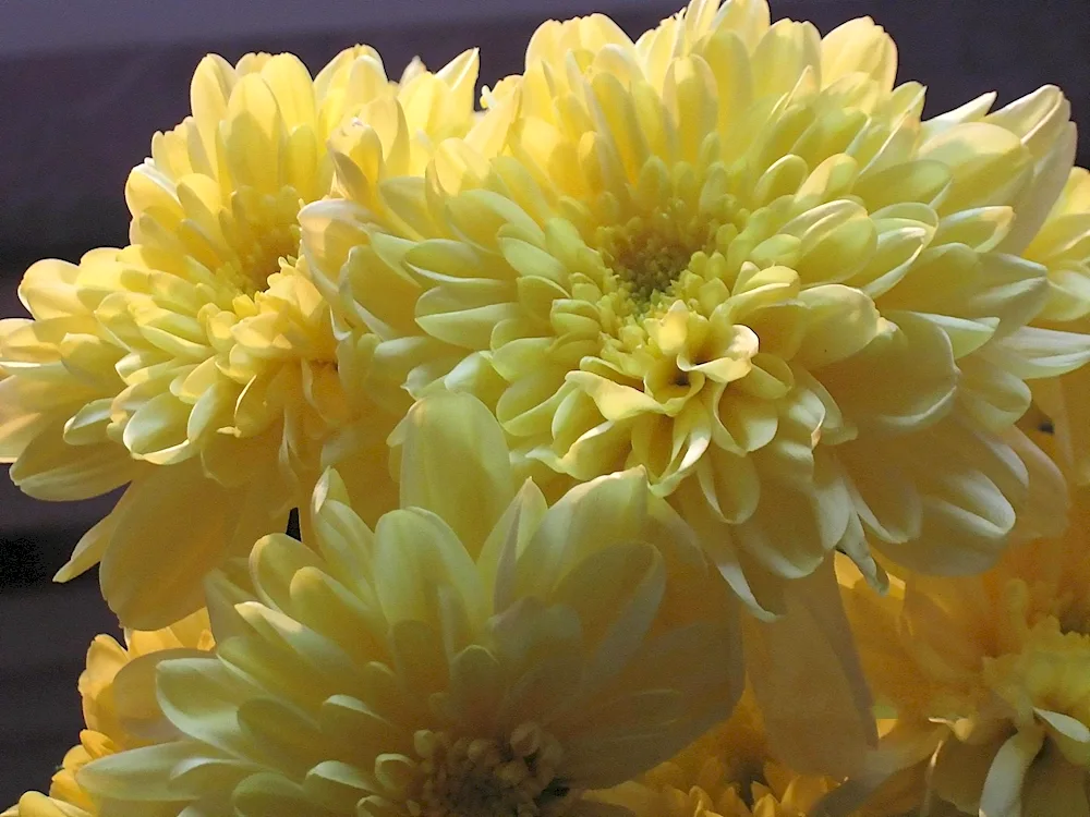 Dahlia flowers bouquet