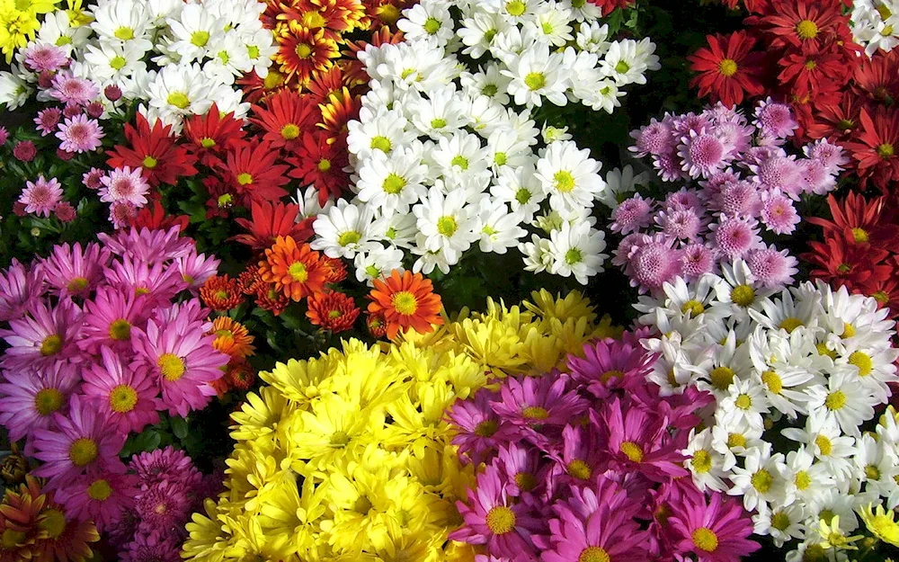 Chrysanthemum Littleton Yellow