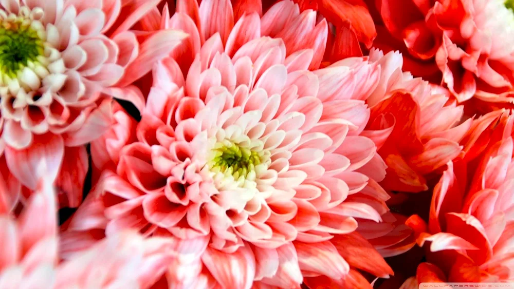 Chrysanthemum Fuji Pink