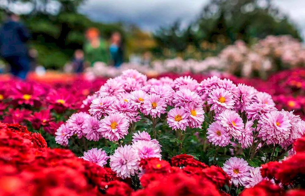 Chrysanthemum Fudgie Rose