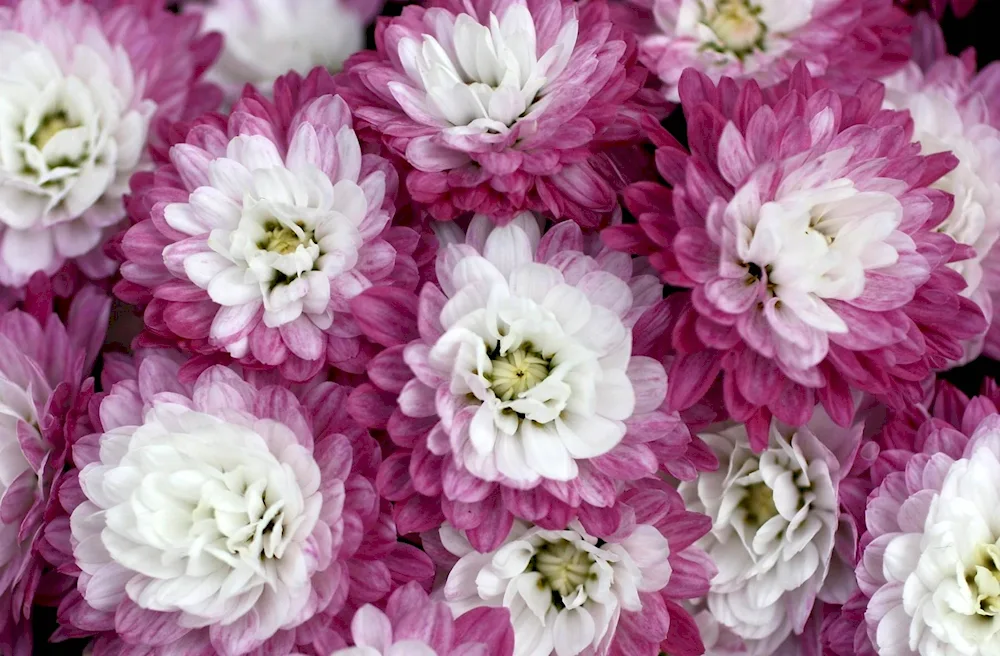 Chrysanthemum Fudgie Snow