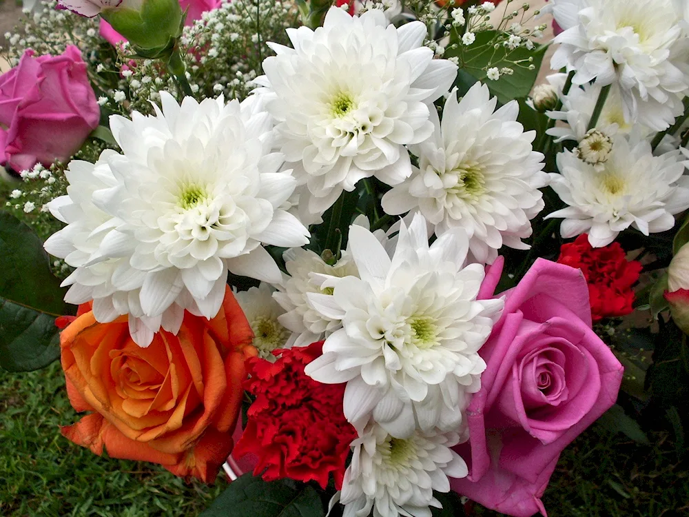 Floxes lilies chrysanthemums