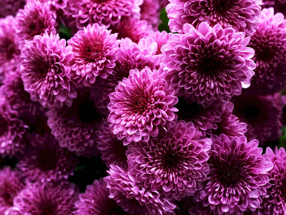 Chrysanthemum Gilbert Purple