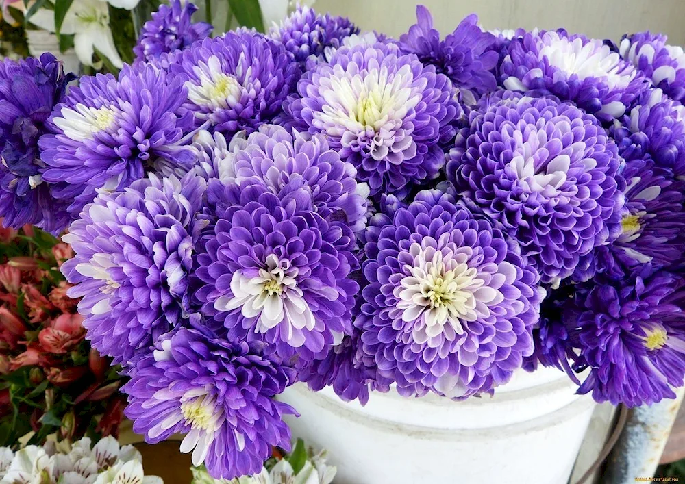 Chrysanthemum Heidi Wave