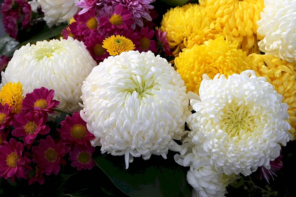 Chrysanthemum Cher purple