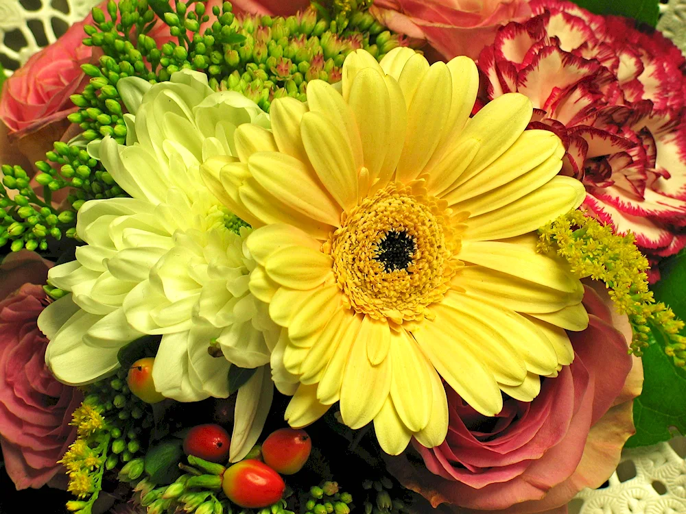 51 Chrysanthemum Bacardi