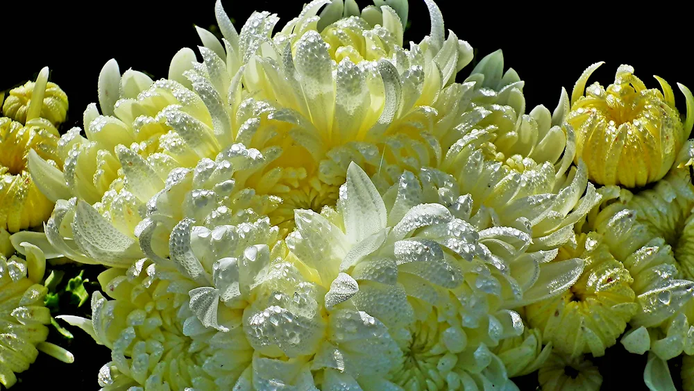 Chrysanthemum