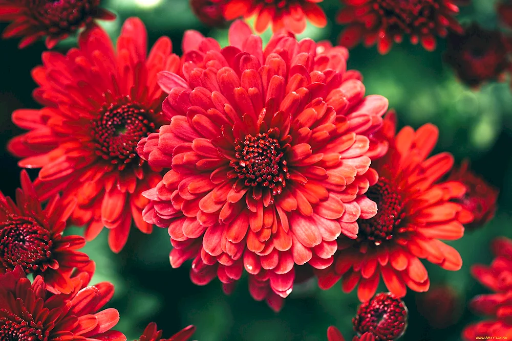 Chrysanthemum Hanenburg. Red